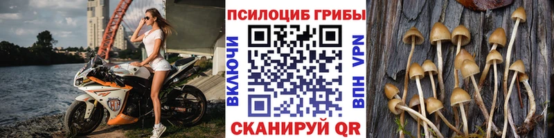 Купить  Очёр  Галлюциногенные грибы прущие грибы 